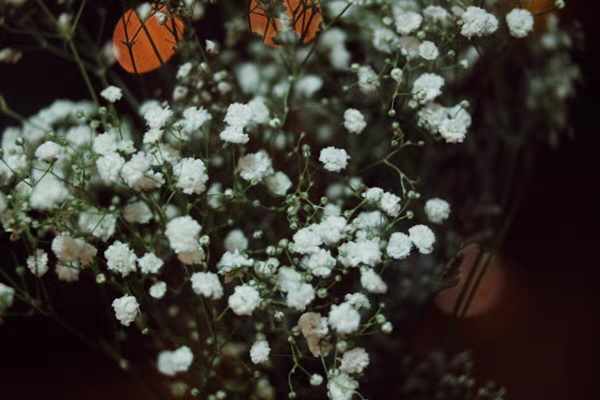 蝶恋花